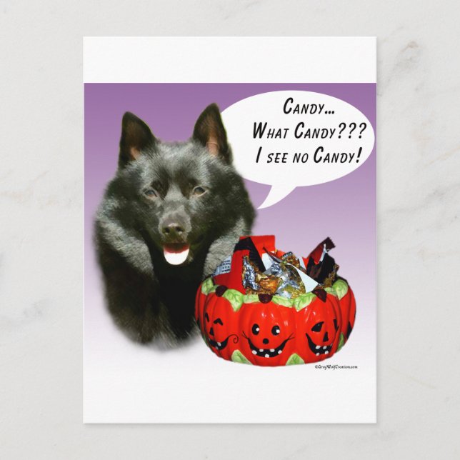 Schipperke Halloween Candy Postcard (Front)
