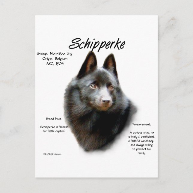 Schipperke History Design Postcard (Front)