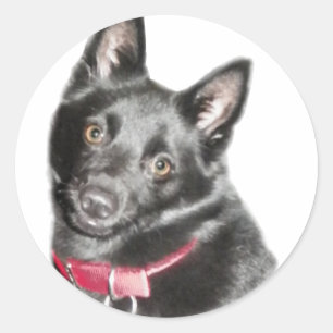 Schipperke Picture Classic Round Sticker
