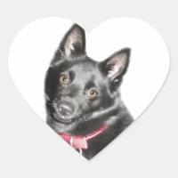 Schipperke Picture
