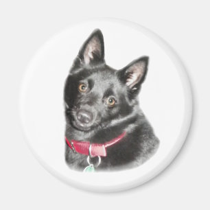 Schipperke Picture Magnet