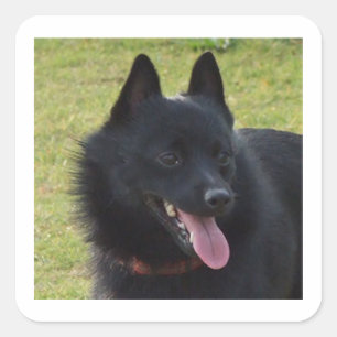 Schipperke.png Square Sticker