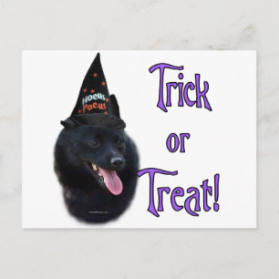 Schipperke Trick Postcard