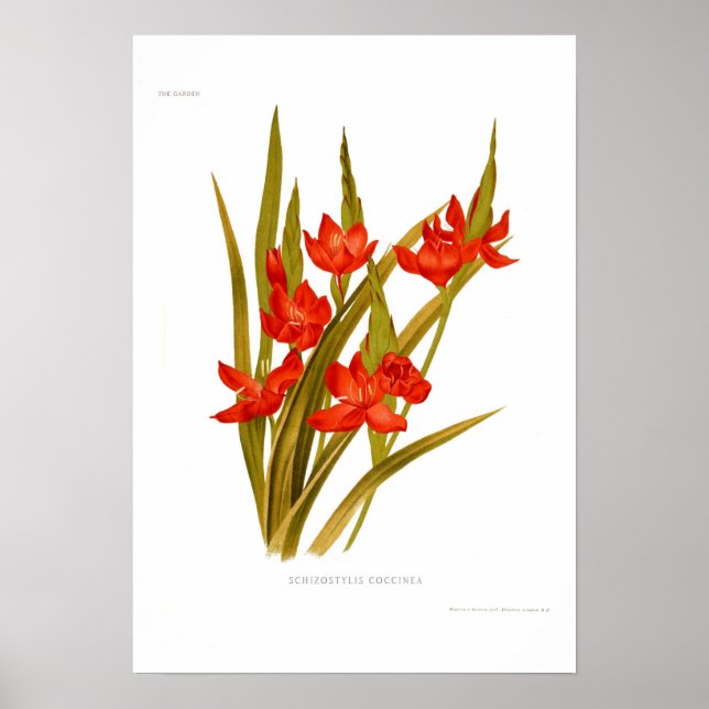 Schizostylis coccinea ( Kaffir lily) Poster (Front)