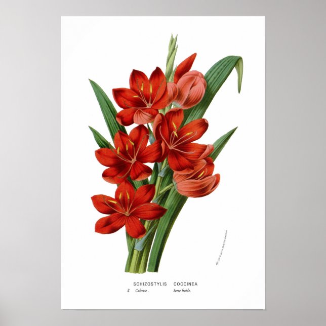 Schizostylis coccinea poster (Front)