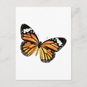 Schmetterling butterfly postcard