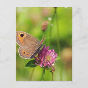 Schmetterling Postcard