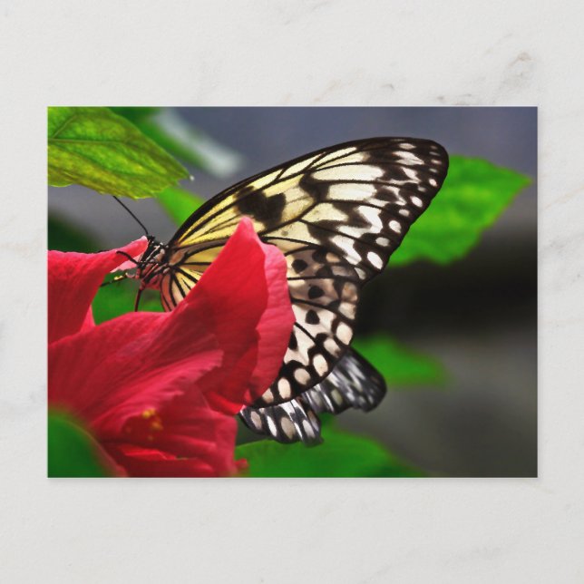 Schmetterlinge Postcard (Front)