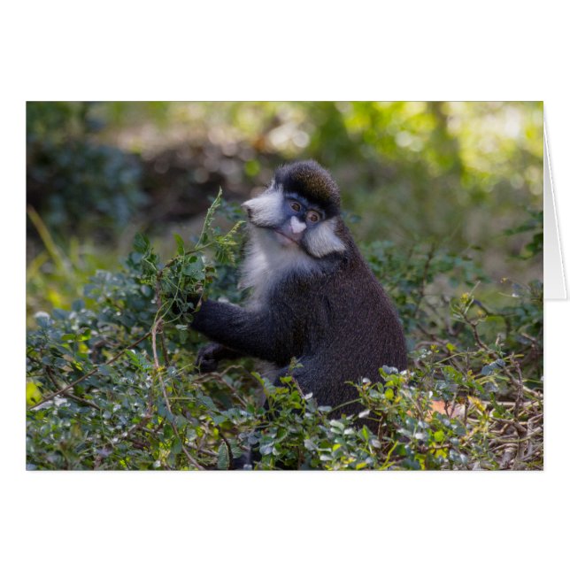 Schmidt's spot-nosed Monkey (Front Horizontal)