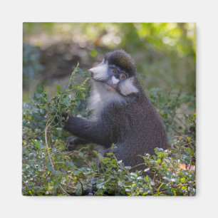 Schmidt's spot-nosed Monkey Magnet