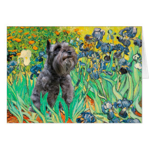 Schnauzer 12 - Irises