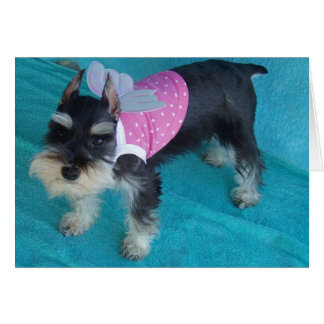 Schnauzer Angel Eyes