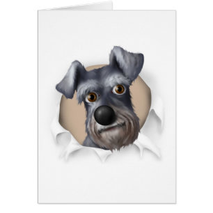 Schnauzer Busting Out