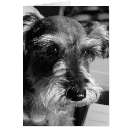 schnauzer card