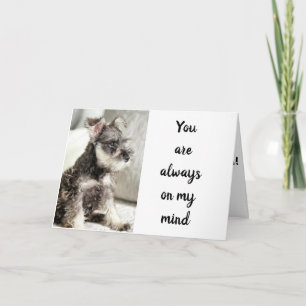 SCHNAUZER *DECLARES LOVE** ON "VALENTINE WISH" CARD