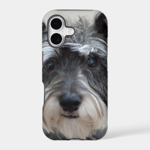 Schnauzer Dog