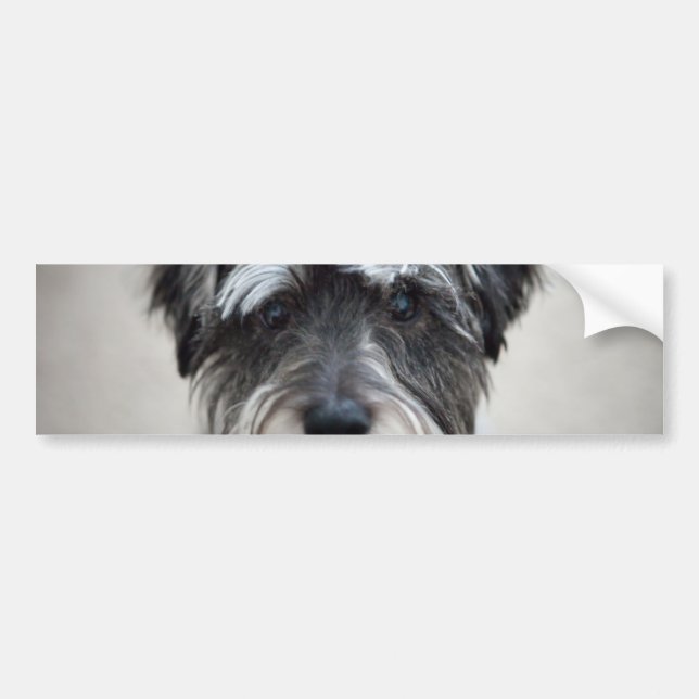 Schnauzer Dog Bumper Sticker (Front)