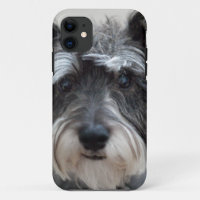 Schnauzer Dog
