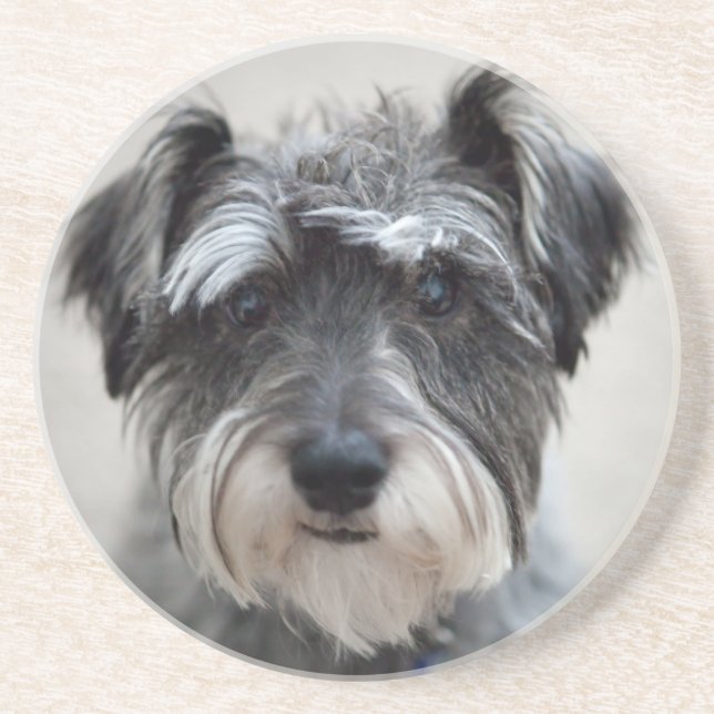 Schnauzer Dog Coaster (Front)