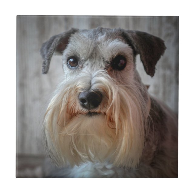 Schnauzer Dog face Ceramic Tile (Front)