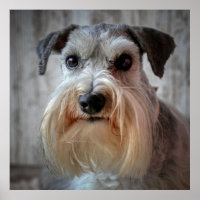 Schnauzer Dog face