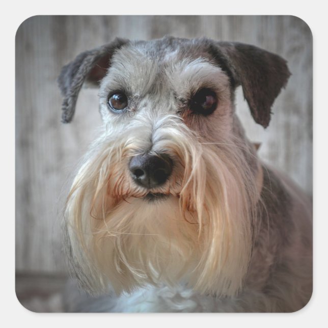 Schnauzer Dog Face Square Sticker (Front)