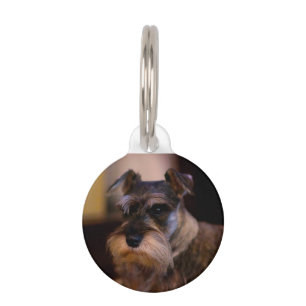 Schnauzer Dog Pet Tag