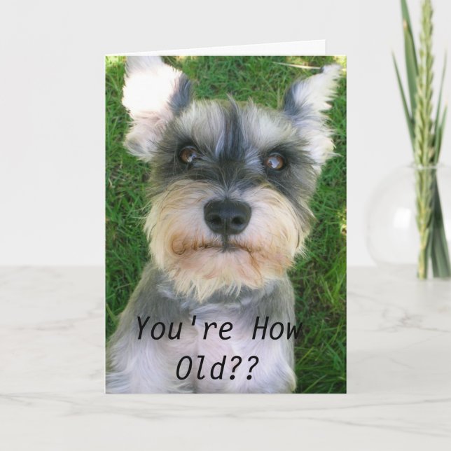 Schnauzer Happy Bday Card (Front)