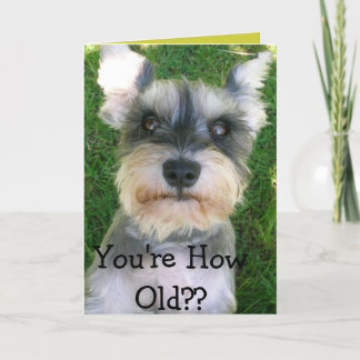 Schnauzer Happy Bday Card