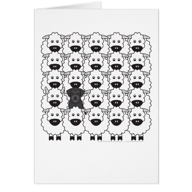 Schnauzer in the Sheep (Front)