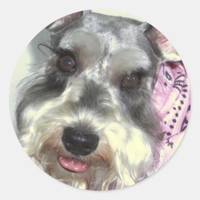 Schnauzer LOVE Classic Round Sticker (Front)