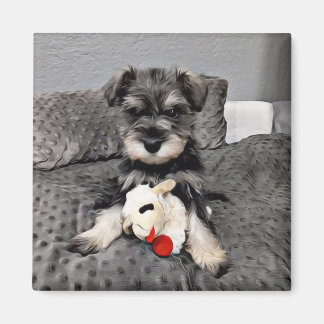 Schnauzer magnet 
