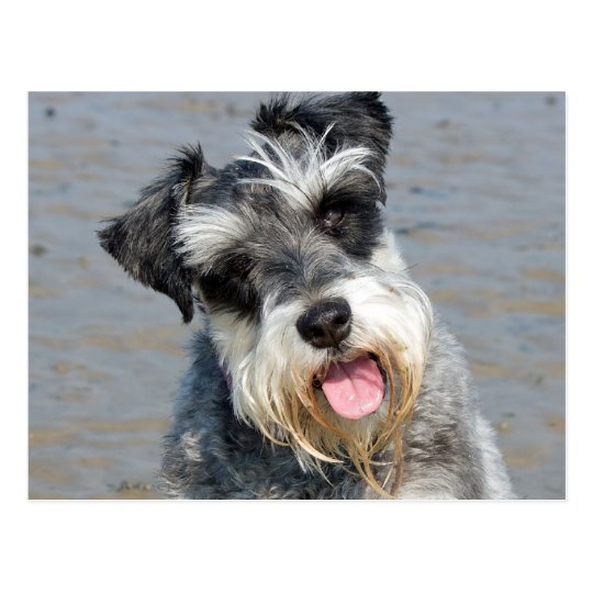 Schnauzer miniature dog cute photo at the beach postcard