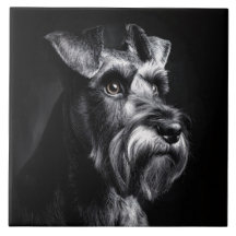 Schnauzer Monochrome Portrait