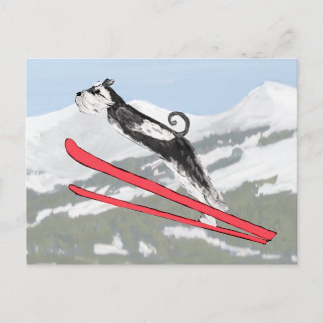 Schnauzer on Skis! Postcard (Front)