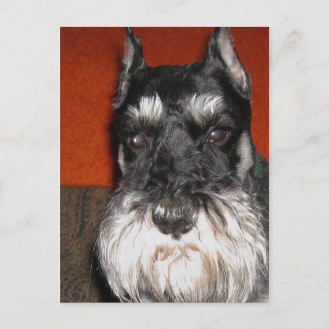 Schnauzer Postcard (Front)