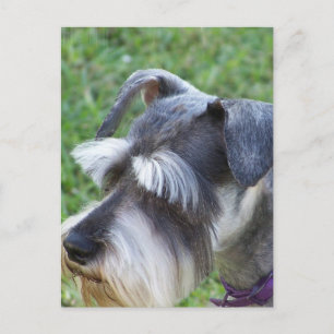 Schnauzer  Postcard