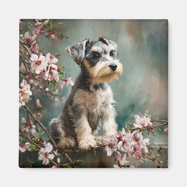 Schnauzer Puppy Among Spring Cherry Blossoms Magnet (Front)