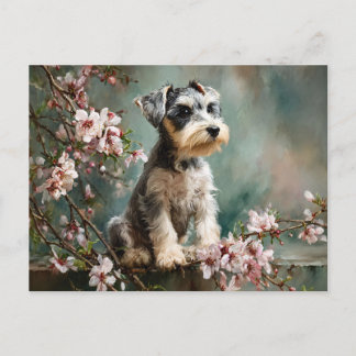 Schnauzer Puppy Among Spring Cherry Blossoms Postcard