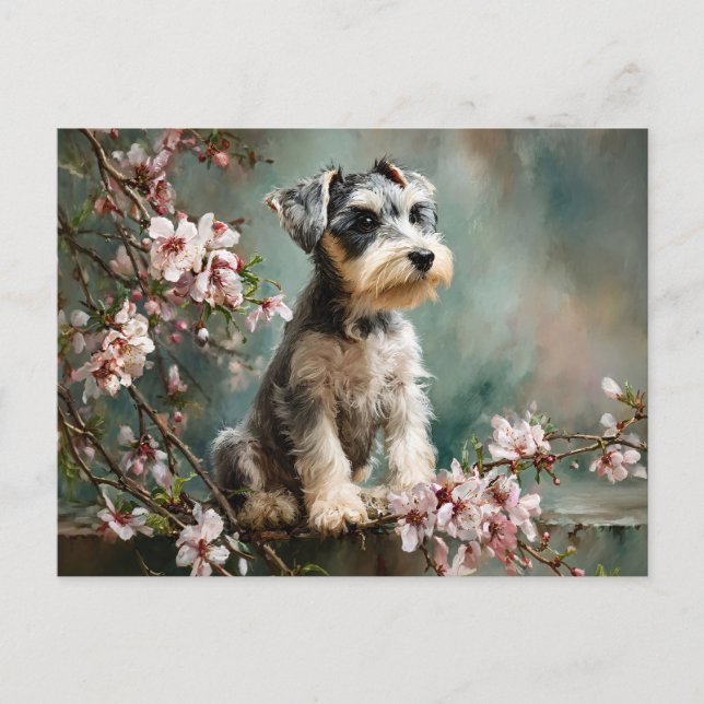Schnauzer Puppy Among Spring Cherry Blossoms Postcard (Front)