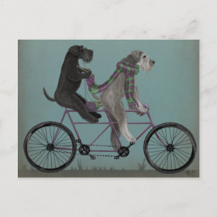Schnauzer Tandem Postcard