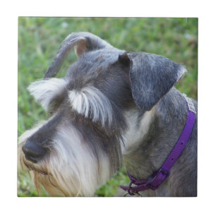 Schnauzer Tile or Trivet