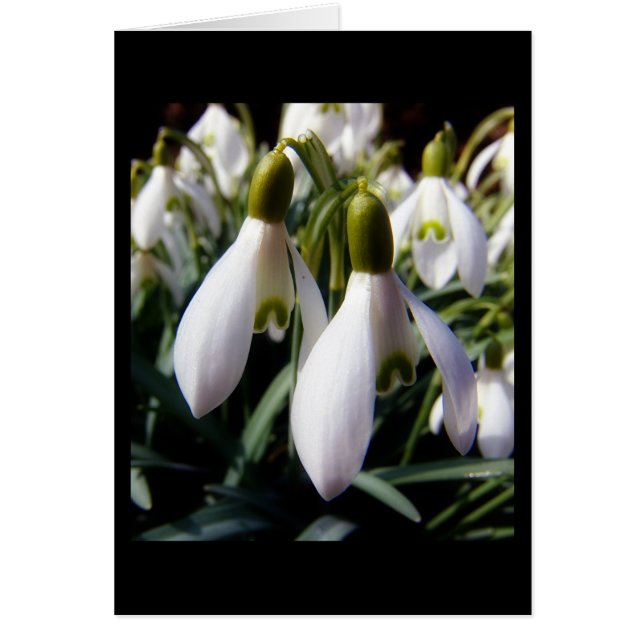 schneegloeckchen (Front)