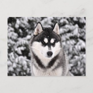 schneezauber postcard