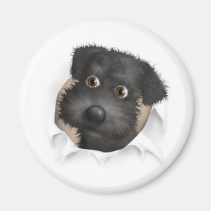 Schnoodle (Black) Busting Out Magnet