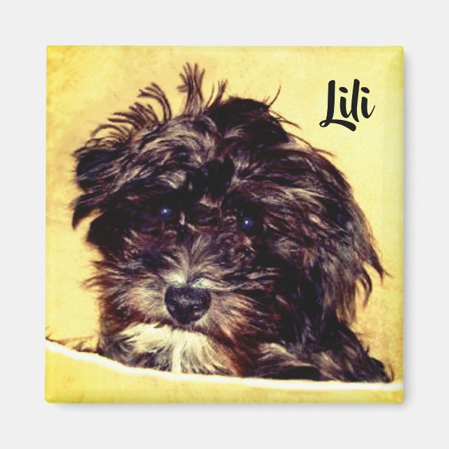 Schnoodle Dog Square Magnet (Front)