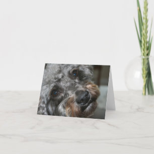 Schnoodle Sweetheart Card