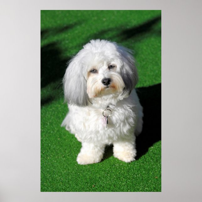 schöner,weißer Havaneser-Hund sitzend,Blickkontakt Poster (Front)