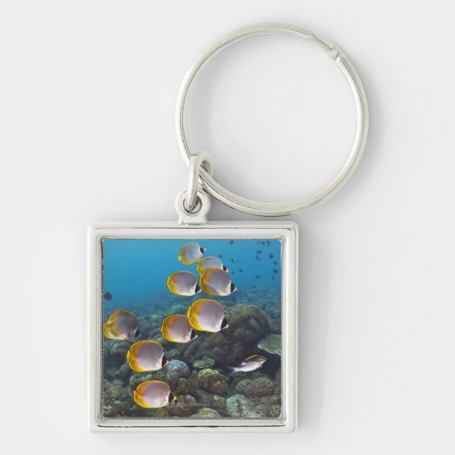School of angelfish key ring (Front)