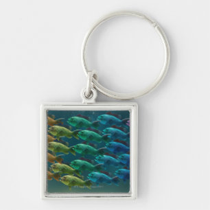 School of black sea bass in the colours of the key ring